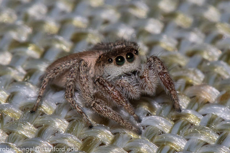 jumping spider